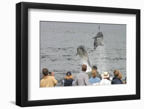 Dolphin watchers being eye balled by two leaping bottlenose dolphin (Tursiops truncatus truncatus)-Charlie Philips-Framed Photographic Print