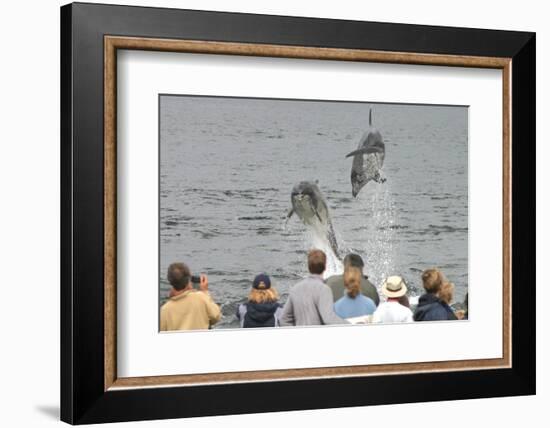 Dolphin watchers being eye balled by two leaping bottlenose dolphin (Tursiops truncatus truncatus)-Charlie Philips-Framed Photographic Print