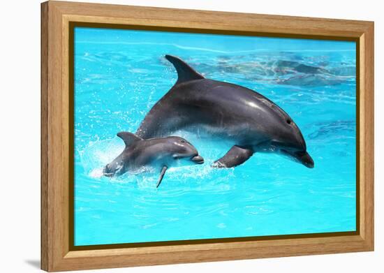 Dolphin With A Baby Floating In The Water-Elena Larina-Framed Premier Image Canvas