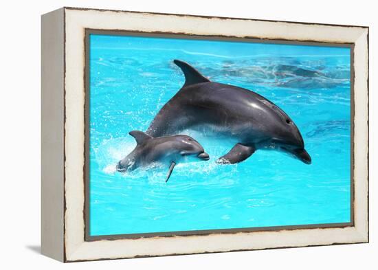 Dolphin With A Baby Floating In The Water-Elena Larina-Framed Premier Image Canvas