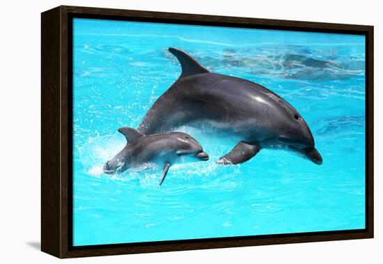 Dolphin With A Baby Floating In The Water-Elena Larina-Framed Premier Image Canvas