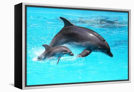 Dolphin With A Baby Floating In The Water-Elena Larina-Framed Premier Image Canvas