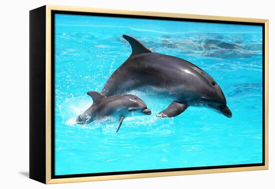 Dolphin With A Baby Floating In The Water-Elena Larina-Framed Premier Image Canvas