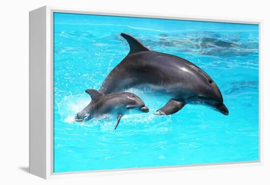 Dolphin With A Baby Floating In The Water-Elena Larina-Framed Premier Image Canvas