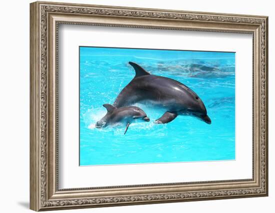 Dolphin With A Baby Floating In The Water-Elena Larina-Framed Photographic Print