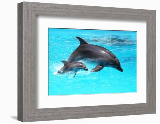 Dolphin With A Baby Floating In The Water-Elena Larina-Framed Photographic Print