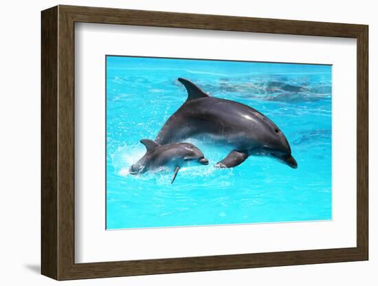 Dolphin With A Baby Floating In The Water-Elena Larina-Framed Photographic Print