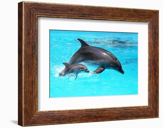 Dolphin With A Baby Floating In The Water-Elena Larina-Framed Photographic Print