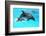 Dolphin With A Baby Floating In The Water-Elena Larina-Framed Photographic Print