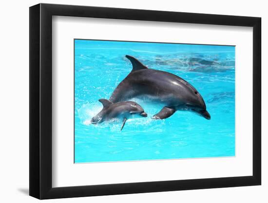 Dolphin With A Baby Floating In The Water-Elena Larina-Framed Photographic Print