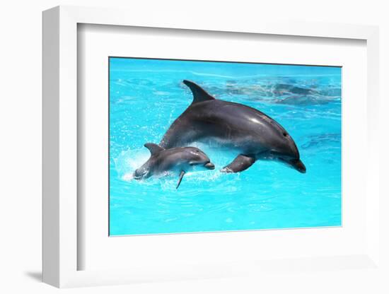 Dolphin With A Baby Floating In The Water-Elena Larina-Framed Photographic Print