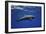 Dolphin-Barathieu Gabriel-Framed Giclee Print