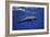 Dolphin-Barathieu Gabriel-Framed Giclee Print