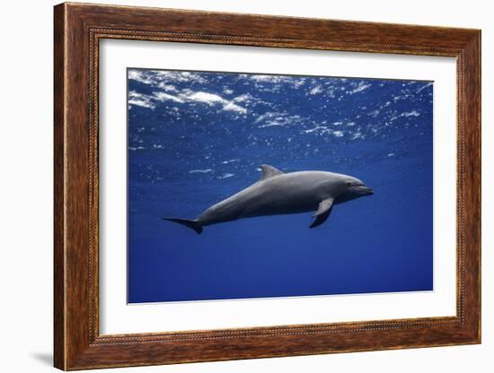 Dolphin-Barathieu Gabriel-Framed Giclee Print