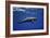 Dolphin-Barathieu Gabriel-Framed Giclee Print