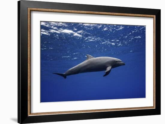 Dolphin-Barathieu Gabriel-Framed Giclee Print