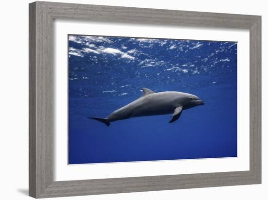 Dolphin-Barathieu Gabriel-Framed Giclee Print