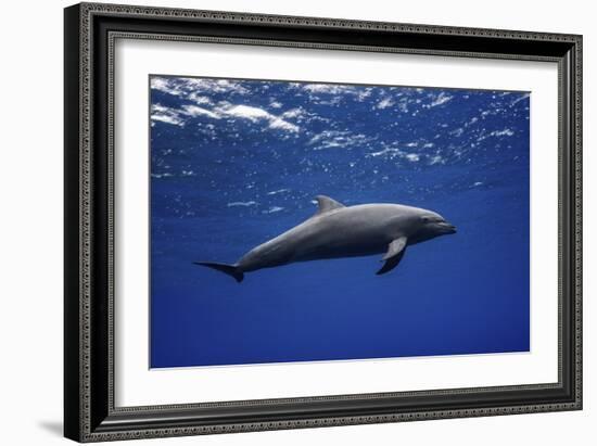 Dolphin-Barathieu Gabriel-Framed Giclee Print
