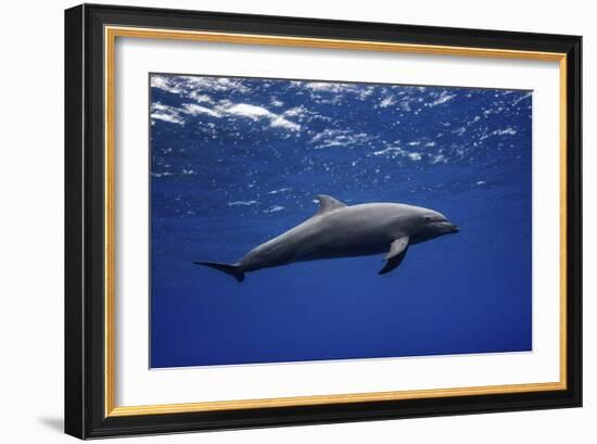 Dolphin-Barathieu Gabriel-Framed Giclee Print