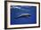 Dolphin-Barathieu Gabriel-Framed Giclee Print