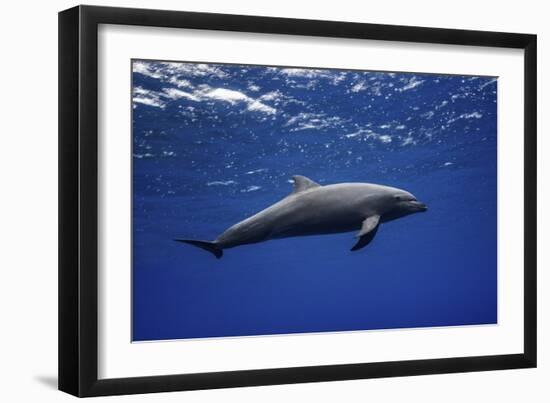 Dolphin-Barathieu Gabriel-Framed Giclee Print