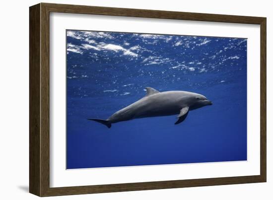 Dolphin-Barathieu Gabriel-Framed Giclee Print