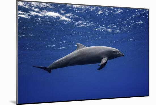 Dolphin-Barathieu Gabriel-Mounted Giclee Print