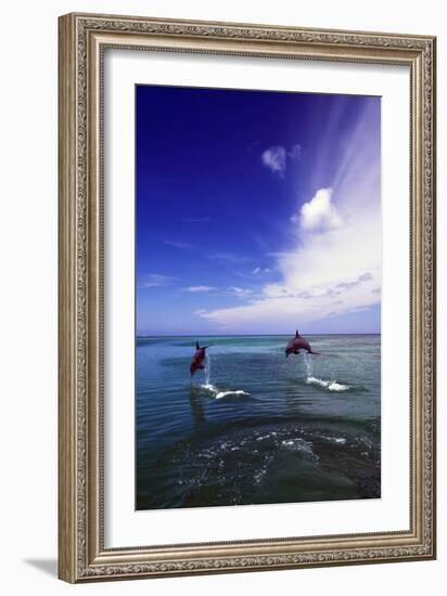 Dolphin-null-Framed Photographic Print