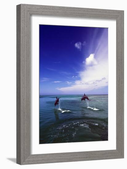 Dolphin-null-Framed Photographic Print