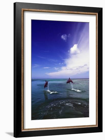 Dolphin-null-Framed Photographic Print