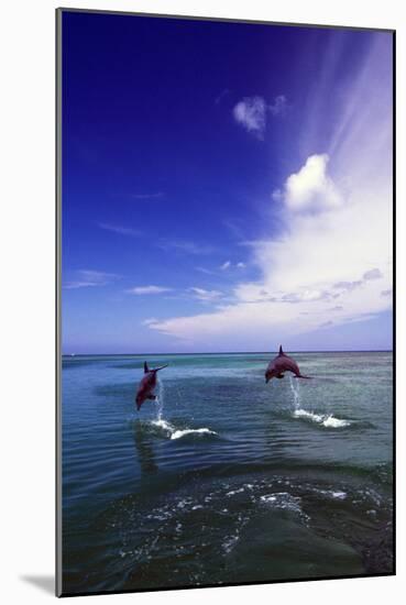 Dolphin-null-Mounted Photographic Print
