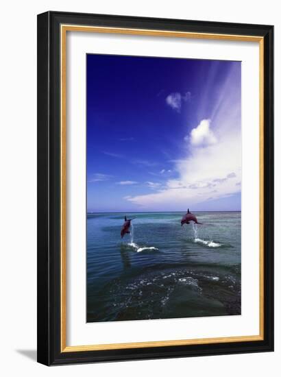 Dolphin-null-Framed Photographic Print