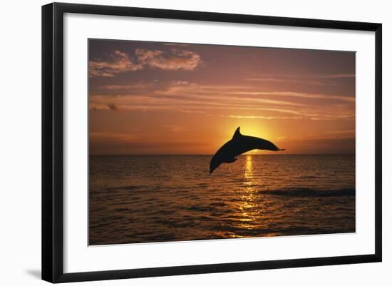 Dolphin-null-Framed Photographic Print