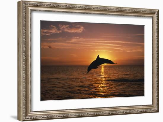 Dolphin-null-Framed Photographic Print