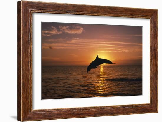 Dolphin-null-Framed Photographic Print