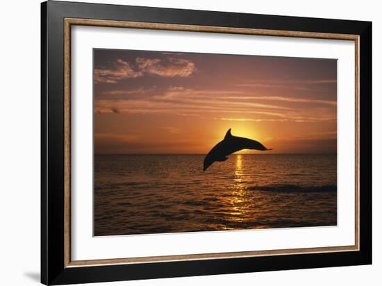 Dolphin-null-Framed Photographic Print