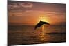 Dolphin-null-Mounted Photographic Print