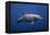 Dolphin-Barathieu Gabriel-Framed Premier Image Canvas