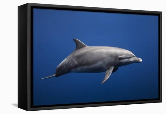 Dolphin-Barathieu Gabriel-Framed Premier Image Canvas