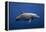 Dolphin-Barathieu Gabriel-Framed Premier Image Canvas