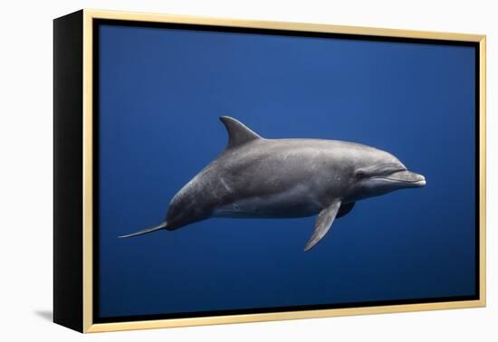 Dolphin-Barathieu Gabriel-Framed Premier Image Canvas
