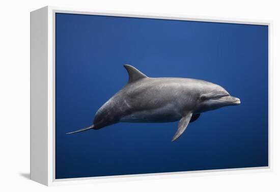 Dolphin-Barathieu Gabriel-Framed Premier Image Canvas