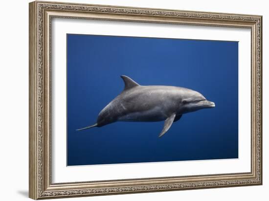 Dolphin-Barathieu Gabriel-Framed Photographic Print