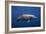 Dolphin-Barathieu Gabriel-Framed Photographic Print