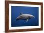Dolphin-Barathieu Gabriel-Framed Photographic Print