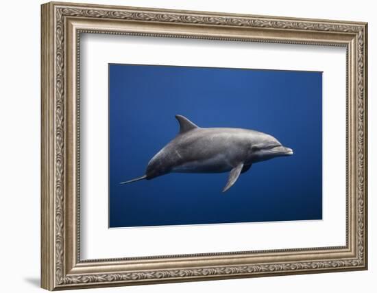 Dolphin-Barathieu Gabriel-Framed Photographic Print