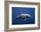 Dolphin-Barathieu Gabriel-Framed Photographic Print