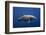 Dolphin-Barathieu Gabriel-Framed Photographic Print