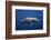 Dolphin-Barathieu Gabriel-Framed Photographic Print