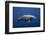 Dolphin-Barathieu Gabriel-Framed Photographic Print